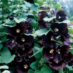 Jet Black Hollyhock Seeds