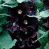 Jet Black Hollyhock Seeds