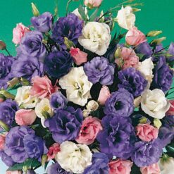 Echo Mix Lisianthus Seeds