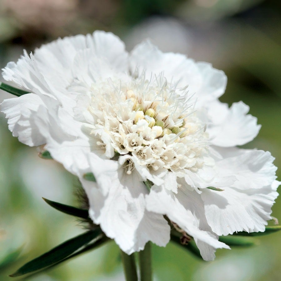 Fama White Pincushion Flower Seeds