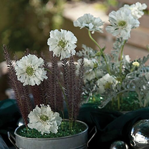 Fama White Pincushion Flower Seeds