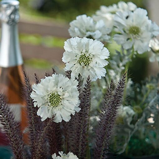 Fama White Pincushion Flower Seeds