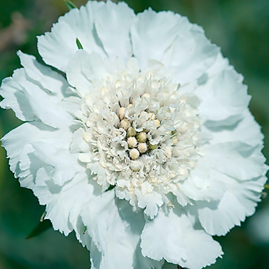 Fama White Pincushion Flower Seeds