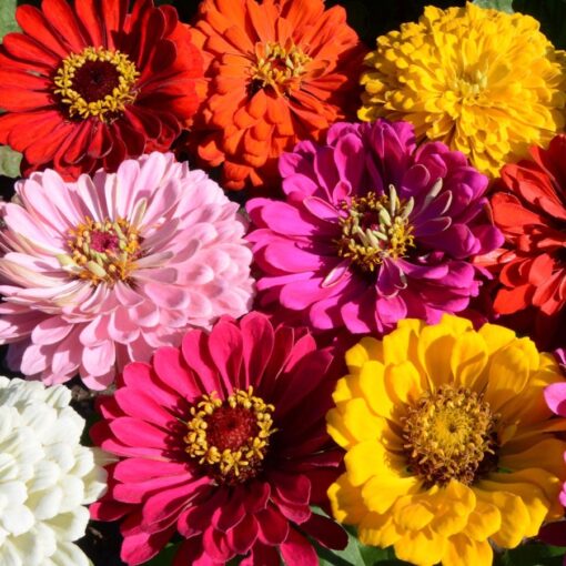 State Fair Mix Zinnia Seeds