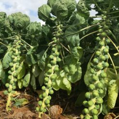 Silvia Hybrid Brussels Sprouts Seeds