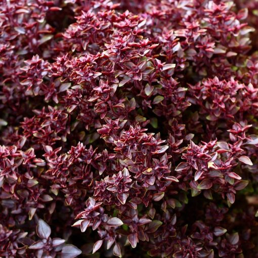 Purple Ball Basil Seeds