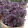 Purple Ball Basil Seeds