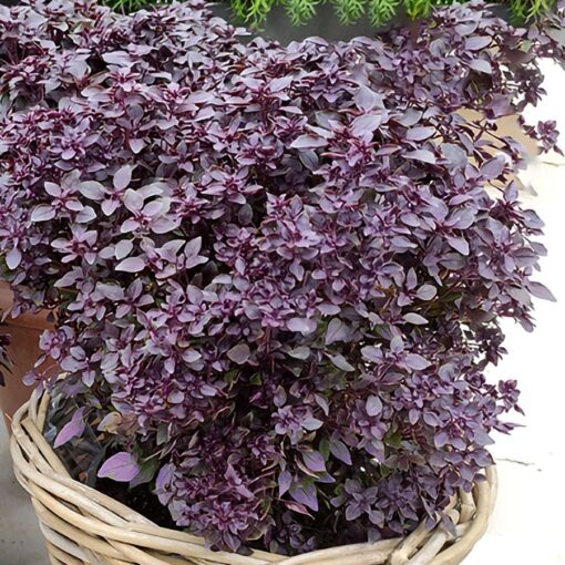 Purple Ball Basil Seeds