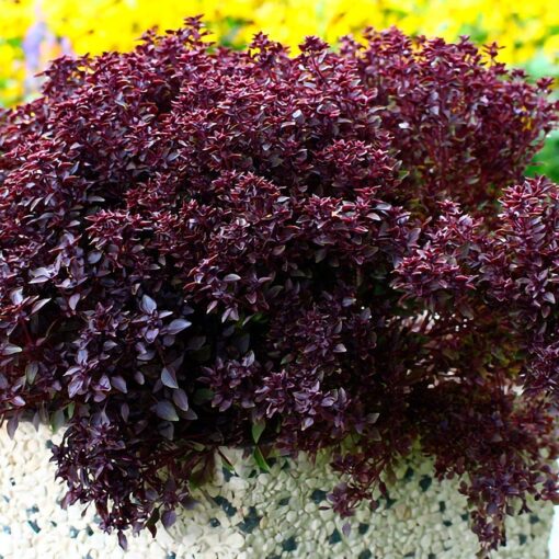 Purple Ball Basil Seeds