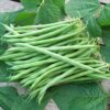 Calima Garden Bean Seeds