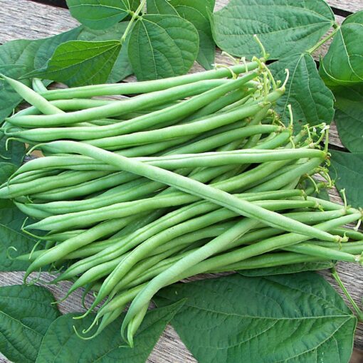 Calima Garden Bean Seeds