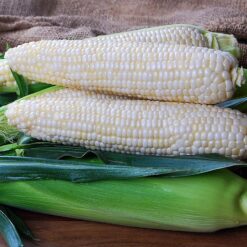 Diamond Mine Hybrid Sweet Corn Seeds