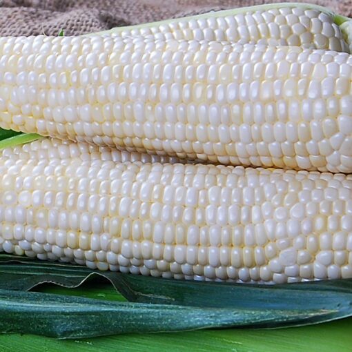 Diamond Mine Hybrid Sweet Corn Seeds