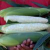 Diamond Mine Hybrid Sweet Corn Seeds