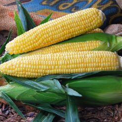 Gold Standard Hybrid Sweet Corn Seeds