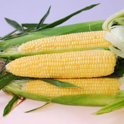 Gold Standard Hybrid Sweet Corn Seeds