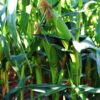 Gold Standard Hybrid Sweet Corn Seeds