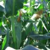 Gold Standard Hybrid Sweet Corn Seeds