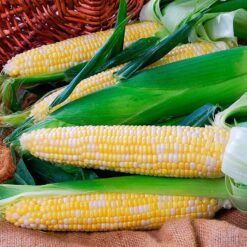 Nectar Hybrid Sweet Corn Seeds