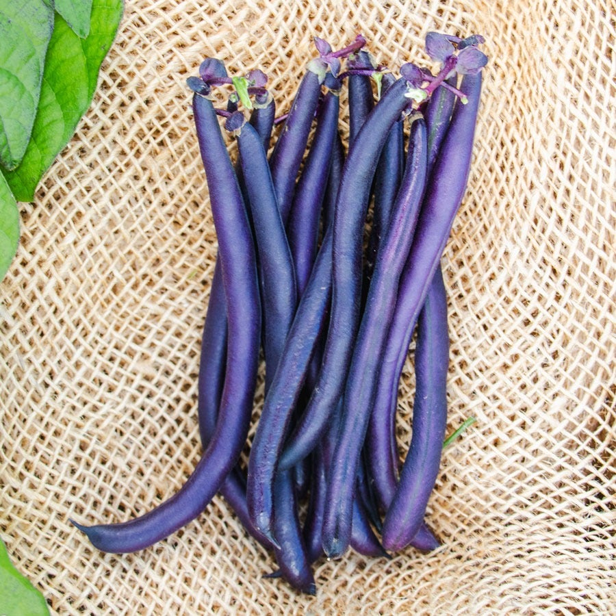 Purple Queen Improved Garden Bean Seeds