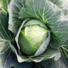 Superstar Hybrid Cabbage Seeds