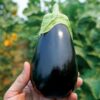 Black Stallion Hybrid Eggplant Seeds