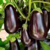 Black Stallion Hybrid Eggplant Seeds