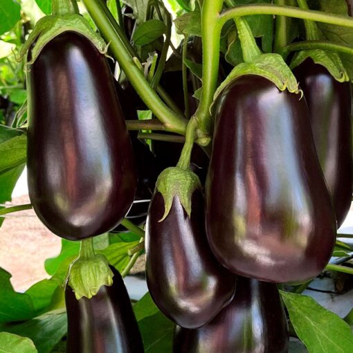 Black Stallion Hybrid Eggplant Seeds