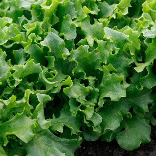 Wizard Lettuce Seeds