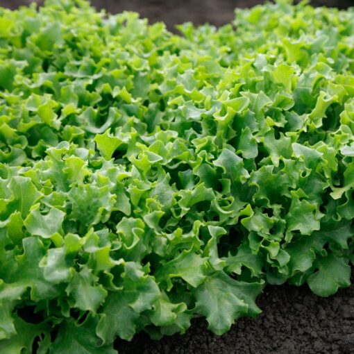 Wizard Lettuce Seeds