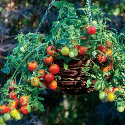 Cherry Blast Hybrid Tomato Seeds