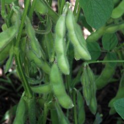 Midori Star Edamame Soybean Seeds