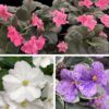 Little Gems African Violet Seeds