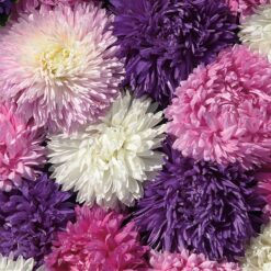 Parks Picks Mix Aster Seeds