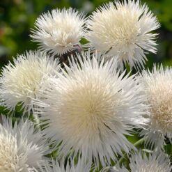 The Bride Centaurea Seeds