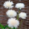 The Bride Centaurea Seeds