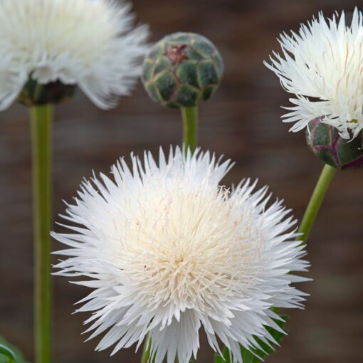 The Bride Centaurea Seeds