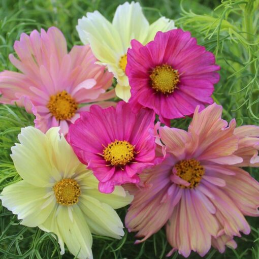 Cotton Candy Mix Cosmos Seeds