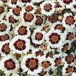 Corusco Cream-Red Coreopsis Seeds