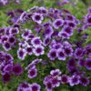 Blueberry Swirl Phlox Seeds