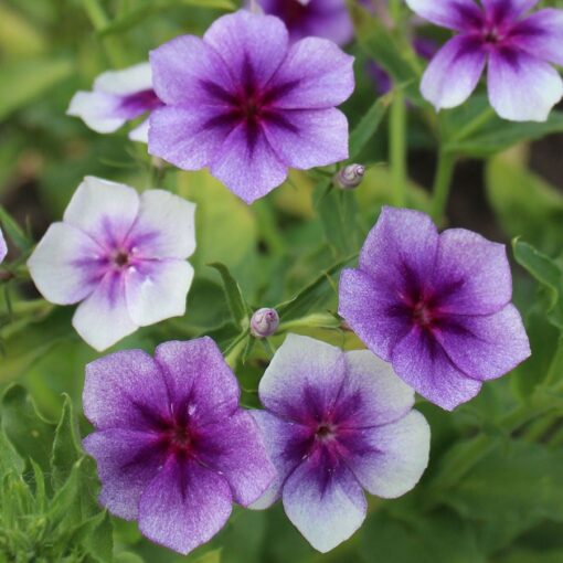 Blueberry Swirl Phlox Seeds