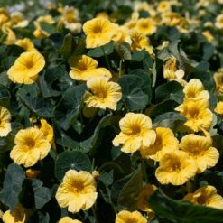 Baby Yellow Nasturtium Seeds