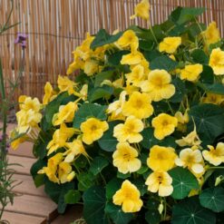 Baby Yellow Nasturtium Seeds