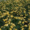 Baby Yellow Nasturtium Seeds 