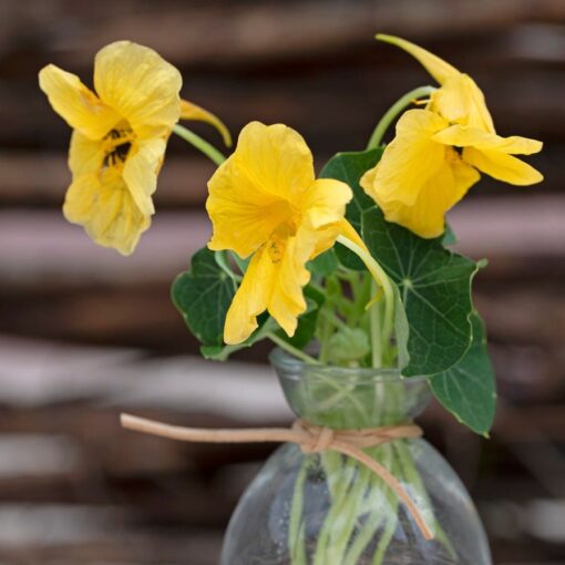 Baby Yellow Nasturtium Seeds