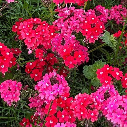 Sweetheart Kisses Verbena Seeds