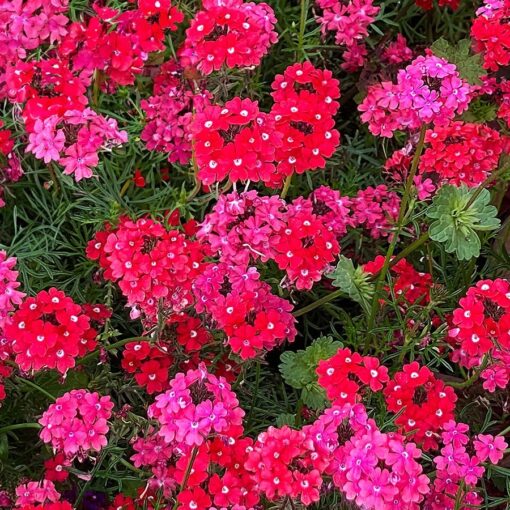 Sweetheart Kisses Verbena Seeds