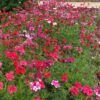 Sweetheart Kisses Verbena Seeds