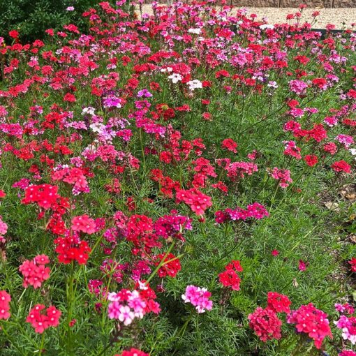 Sweetheart Kisses Verbena Seeds