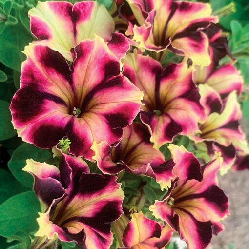 Romantica Norma Petunia Seeds